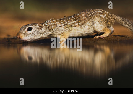Terra messicana scoiattolo (Spermophilus mexicanus), Adulto bere, Rio Grande Valley, Texas, Stati Uniti d'America Foto Stock