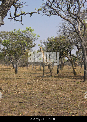 Giraffe, Kafue , Zambia Africa. Foto Stock