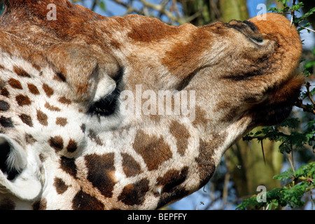 La Rothschild giraffe (Giraffa camelopardalis rothschildi) mangiare le foglie da bush, Lake Nakuru National Park, Kenya, Africa orientale Foto Stock