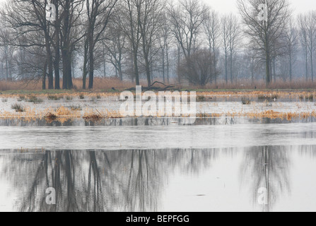 La riflessione di alberi in annegato prateria, Langemeersen riserva naturale Valle del fiume Schelda, Belgio Foto Stock