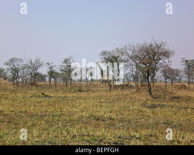 Giraffe, Kafue , Zambia Africa. Foto Stock