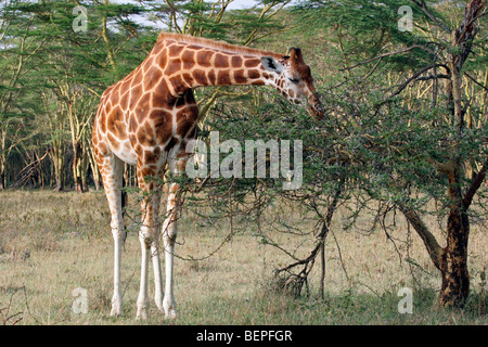 La Rothschild giraffe (Giraffa camelopardalis rothschildi) mangiare le foglie da bush, Lake Nakuru National Park, Kenya, Africa orientale Foto Stock