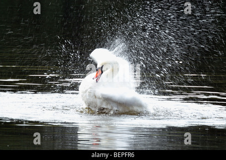 Cigno che spruzza Foto Stock