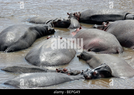 Ippopotami (Hippopotamus amphibius) allevamento in appoggio in acqua di fiume di Mara, il Masai Mara riserva nazionale, Kenya, Africa orientale Foto Stock