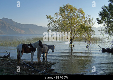 GUATEMALA lago Atitlan. I cavalli. Foto di SEAN SPRAGUE 2009 Foto Stock