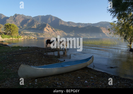 GUATEMALA lago Atitlan. I cavalli. Foto di SEAN SPRAGUE 2009 Foto Stock