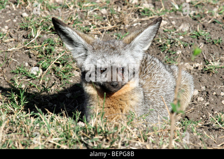 Bat eared Fox (Otocyon megalotis) close up, il Masai Mara riserva nazionale, Kenya, Africa orientale Foto Stock