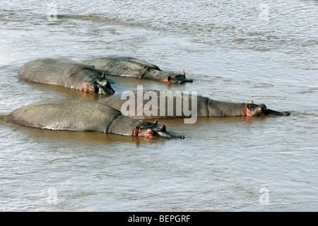 Ippopotami (Hippopotamus amphibius) allevamento in appoggio in acqua di fiume di Mara, il Masai Mara riserva nazionale, Kenya, Africa orientale Foto Stock