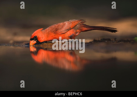 Il Cardinale settentrionale (Cardinalis cardinalis),potabile maschio, Rio Grande Valley, Texas, Stati Uniti d'America Foto Stock