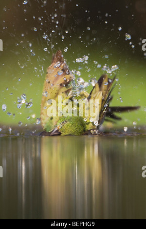 Dipinto di Bunting (Passerina ciris), femmina balneazione, South Texas, Stati Uniti d'America Foto Stock