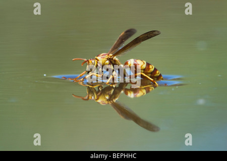 Carta Wasp (Polistes sp.), wasp bere dalla superficie di acqua, Rio Grande Valley, Texas, Stati Uniti d'America Foto Stock