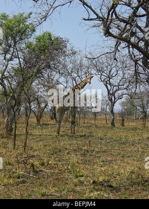 Giraffe, Kafue , Zambia Africa. Foto Stock