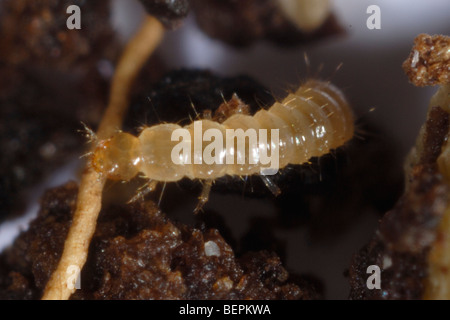 Serra rove beetle (Dalotia coraria) larva predator di pesti di serra Foto Stock