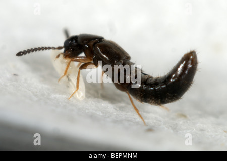 Predatori adulti serra rove beetle, Dalotia coriaria, alimentazione su un dipteran larve usata per il controllo biologico Foto Stock