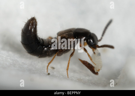 Predatori adulti serra rove beetle, Dalotia coriaria, alimentazione su un dipteran larve usata per il controllo biologico Foto Stock