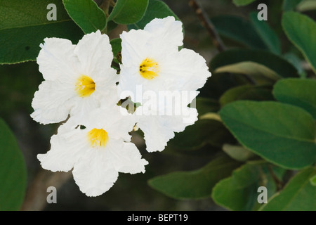 Mexican ulivo (Cordia boissieri), fioritura, Rio Grande Valley, Texas, Stati Uniti d'America Foto Stock