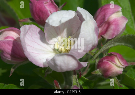 Elstar apple blossom Foto Stock