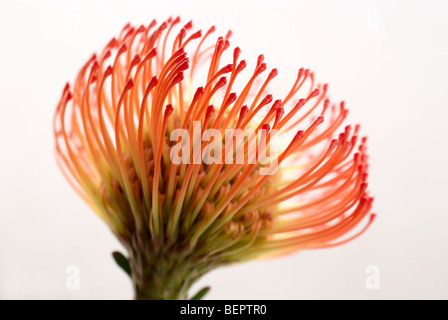 Successione, ibrida protea, close-up ravvicinato, fiori, fiori, fiore del capo rosso, arancione Foto Stock