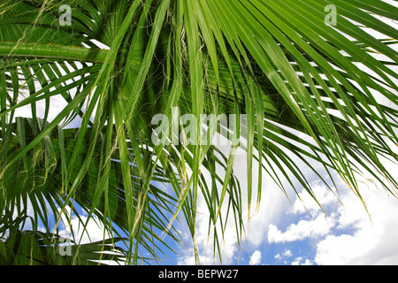 Tropical Palm tree foglie Foto Stock