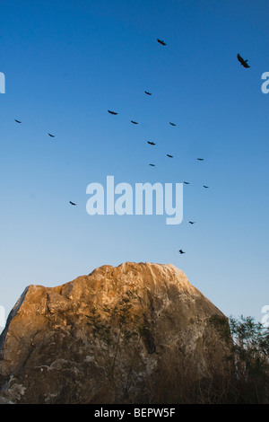 La Turchia Vulture (Cathartes aura), adulti in volo a roost, Rio Grande Valley, Texas, Stati Uniti d'America Foto Stock