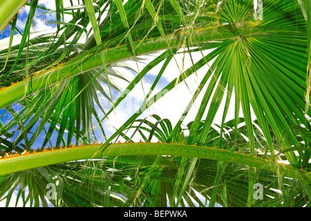 Tropical Palm tree foglie Foto Stock