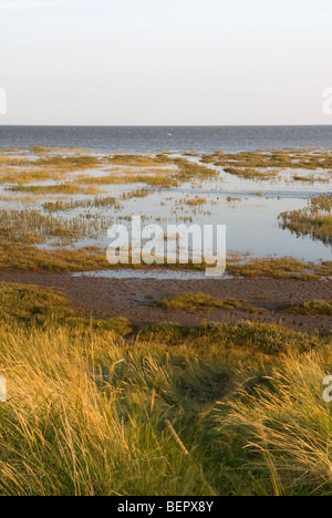 RSPB Freiston Shore riserva naturale, il lavaggio, Lincolnshire, Inghilterra. Foto Stock