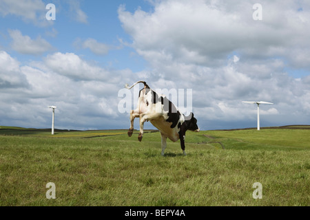 Cow jumping nel campo Foto Stock
