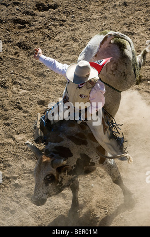 Tradizionale rodeo cowboy a cavallo aggressiva di Bull in arena polverosi Foto Stock