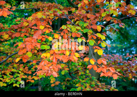 Autunno Faggio lascia Fagus sylvatica inglese Bosco Foresta di Sherwood Nottinghamshire County Inghilterra REGNO UNITO Foto Stock