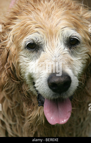 Close up ritratto di un Golden Retriever dopo essere stato lavato. Foto Stock