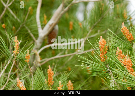 Israele coni maschili e foglie di pino di Aleppo (Pinus halepensis) Foto Stock