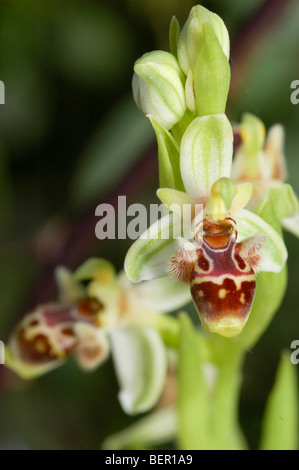 Israele, Ophrys wild orchid Carmelo Bee-Orchid (Ophrys carmeli) Foto Stock