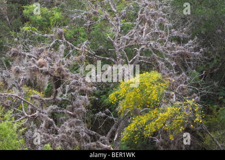Retama, Paloverde (Parkinsonia aculeata) fiorire nella tettoia, Rio Grande Valley, Texas, Stati Uniti d'America Foto Stock