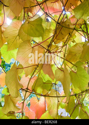 Foglie di vite con Colore di autunno Foto Stock