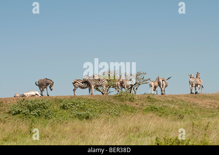 Zebre in appoggio in Tala Game Reserve vicino a Durban KwaZulu Natal Sud Africa Foto Stock