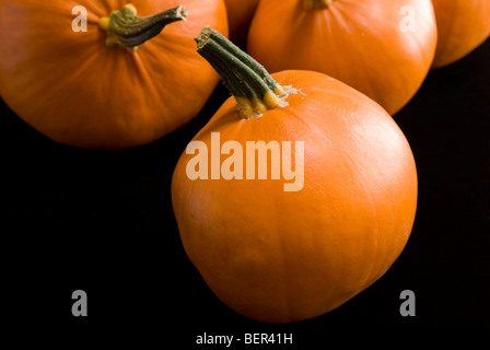 Una selezione di orange zucche, 'F1' soleggiata su uno sfondo nero. Foto Stock