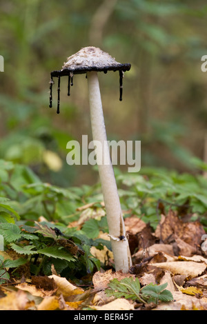 Shaggy Inkcap (avvocato parrucca) Caprinus comatus funghi corpo fruttifero gocciolamento 'inchiostro' dai resti del tappo Foto Stock