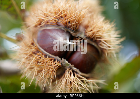 Onu fresche raccolte a frutto di castagno appeso a un albero (Castanea sativa) Foto Stock