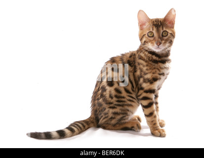 I giovani adulti Gatto bengala ritratto in studio Foto Stock
