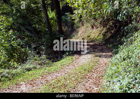 Percorso che va nella foresta Foto Stock