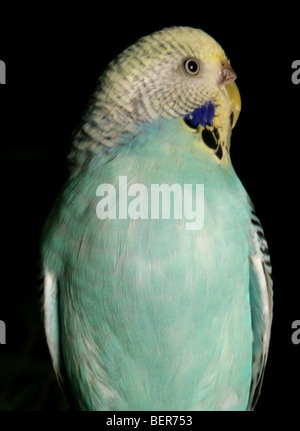 Budgerigar Melopsittacus undulatus adulto si appollaia in studio Foto Stock