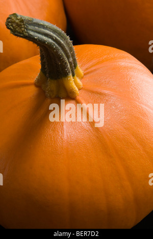 Close up di zucca 'F1' soleggiata contro uno sfondo nero. Foto Stock