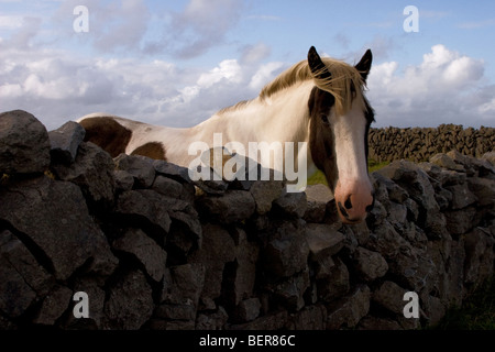 Cavallo guarda oltre il tradizionale stonewall, Inis Mor (Inismore) Isola, Isole Aran, Co. Galway, Irlanda Foto Stock