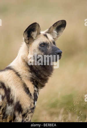 African Wild Dog Capo Caccia cane cane dipinto Lycaon pictus Foto Stock