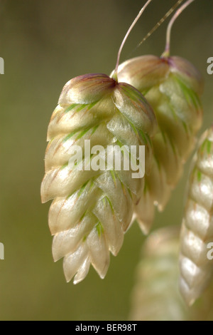 Briza maxima Poaceae grandi vacilla-erba Foto Stock