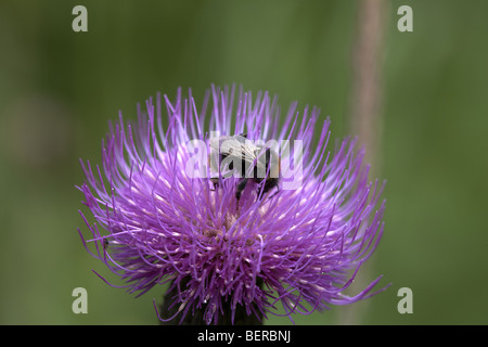 Bumble Bee impollinatori malinconia fiore di cardo, Cirsium heterophyllum, Cumbria, Regno Unito Foto Stock