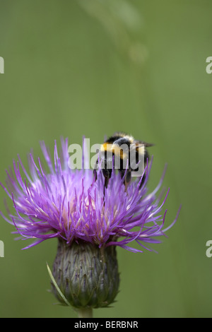 Bumble Bee impollinatori malinconia fiore di cardo, Cirsium heterophyllum, Cumbria, Regno Unito Foto Stock