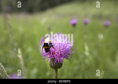 Bumble Bee impollinatori malinconia fiore di cardo, Cirsium heterophyllum, Cumbria, Regno Unito Foto Stock