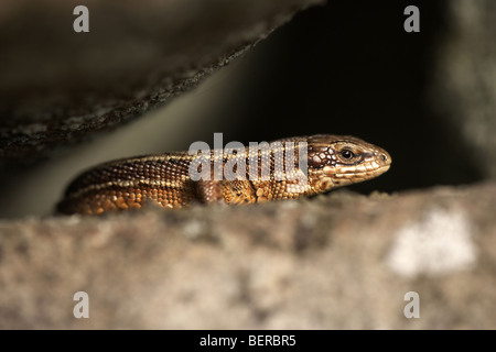 Comune o lucertola vivipara, Lacerta vivipara, crogiolarvi al sole su una parete, North Yorkshire Moors National Park, Regno Unito Foto Stock