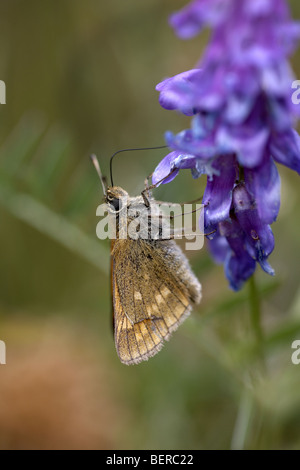 Grande Skipper, Ochlodes venata, butterfly Crowle Moor & Thorne Moor Riserva Naturale Foto Stock